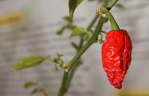 Serious Heat: What to Make with Bhut Jolokia, the World's Hottest Chile Recipe